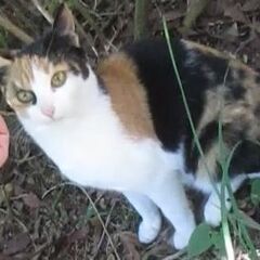 緊急！三毛子猫（ミケ子ねこ・メス）生後4～5か月？半年弱（末去勢...