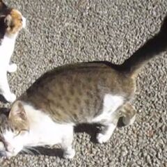 緊急！サバシロ猫（子ねこ・オス）生後4～5か月？半年弱（末去勢）...