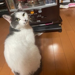雑種　5歳オス猫です。 - 岡崎市