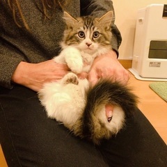 おっとりふわふわ⭐︎長毛のイケメン美猫 - 静岡市