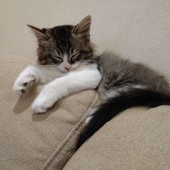おっとりふわふわ⭐︎長毛のイケメン美猫 - 猫