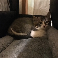 おっとりふわふわ⭐︎長毛のイケメン美猫 - 里親募集