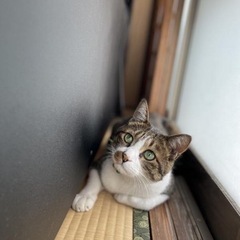 玖珠町　猫をさがしてます。