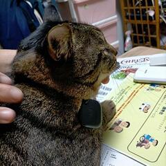 保護猫活動をしてる方々へ質問です - 手伝って/助けて