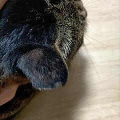 保護猫活動をしてる方々へ質問です - 佐賀市