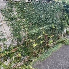 草刈り、庭木の剪定、ツタ除去