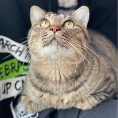 素敵な里親さん見つかりました☆飼い主さん他界のため里親急募