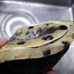 でかっ！交換OK　マレーハコガメ　セール　フタが閉まるカメさん　多分♂ - 町田市