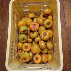 【あとわずか！30個で1000円！】富有柿(渋柿）1個単位