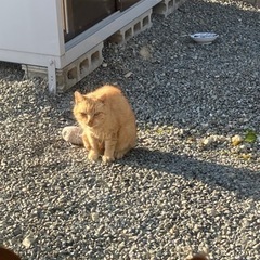 一生懸命生きた茶トラちゃん