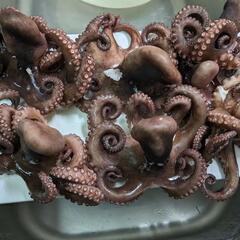 【終了】11/19（日）タコ🐙釣り行きませんか？沖釣、11/17夕方クローズ - 板橋区