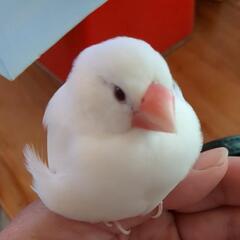 白文鳥を探しています