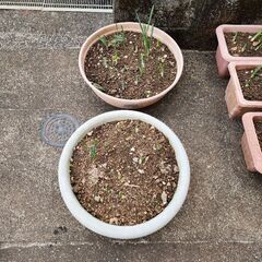水仙の里親になってください