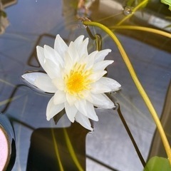 姫睡蓮、睡蓮
の画像