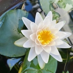 姫睡蓮、睡蓮
の画像