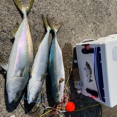 兵庫や大阪の防波堤、沖堤、磯へ釣りに行く仲間を募集！
