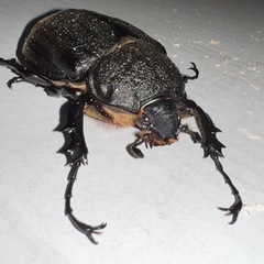 アクティオンゾウカブト メス単