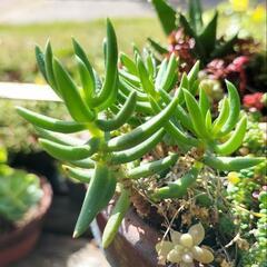 ☆多肉植物　テトラゴナ