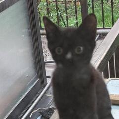 我が家でジジと呼んでる迷い子猫