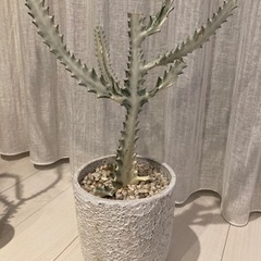 観葉植物🪴ホワイトゴースト