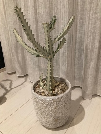 観葉植物?ホワイトゴースト