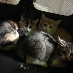 おっとりふわふわ⭐︎長毛のイケメン美猫 − 静岡県