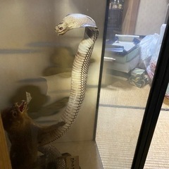 コブラマングース剥製