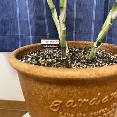 観葉植物🪴 決まりました‼️の画像