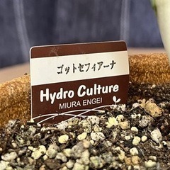 観葉植物🪴 決まりました‼️の画像