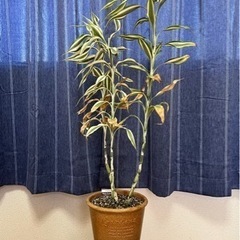 観葉植物🪴 決まりました‼️