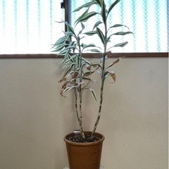 観葉植物🪴 決まりました‼️の画像