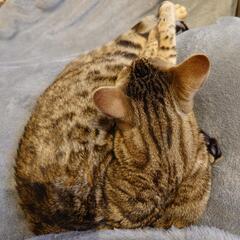 17日ฅ^•ω•^ฅ猫カフェに行きませんか？