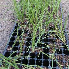 玉ネギ苗、あげます  植え余り苗