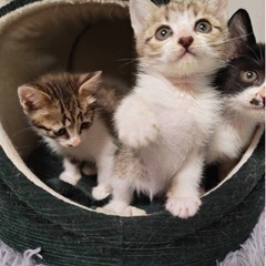 1ヶ月半の兄弟たち