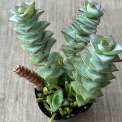 多肉植物　クラッスラ　星の王子＆舞乙女＆若緑