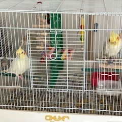 【里親候補見つけました】オカメインコ2羽