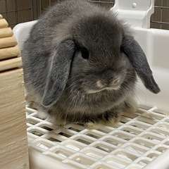 血統書付ホーランドロップ