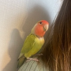 コザクラインコ　二羽