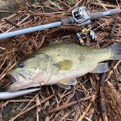 バス釣り、エギング仲間募集！