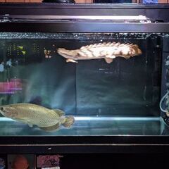 お譲りいたします。ノーザンバラムンディ約35㌢、エンドリケリー約40㌢の画像