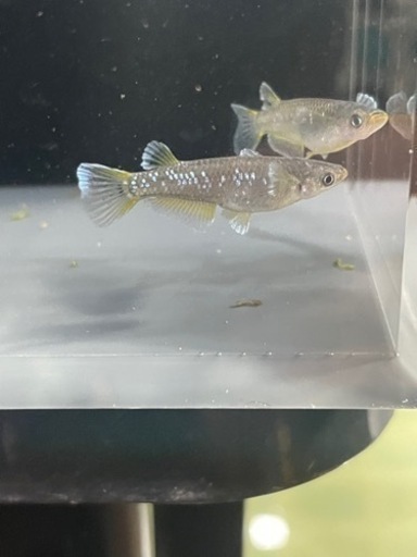 現物出品　フロマージュ　1ペア　種親候補もっとヒレ伸びます！