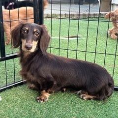 【飼い主様決まりました】Mダックスの女の子🌸
