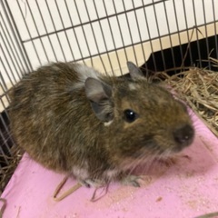 デグーマウス　女の子　生後1年半位です。