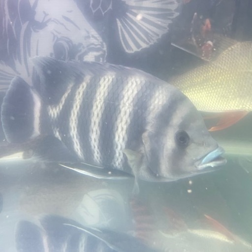 熱帯魚African tilapia