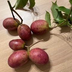 むべ　うべ