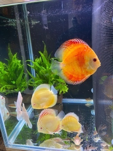 ディスカス　5匹　セット