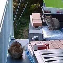 仔猫　生後３か月　未接種のお宅の方希望