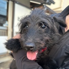 【飼い主様決まりました】トイプー×豆柴のれおんくん🐾