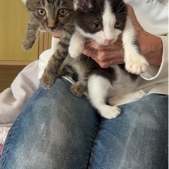 2ヶ月の兄妹