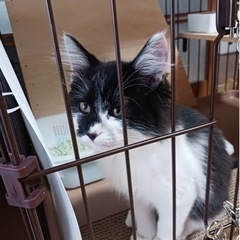 里親募集です🐱